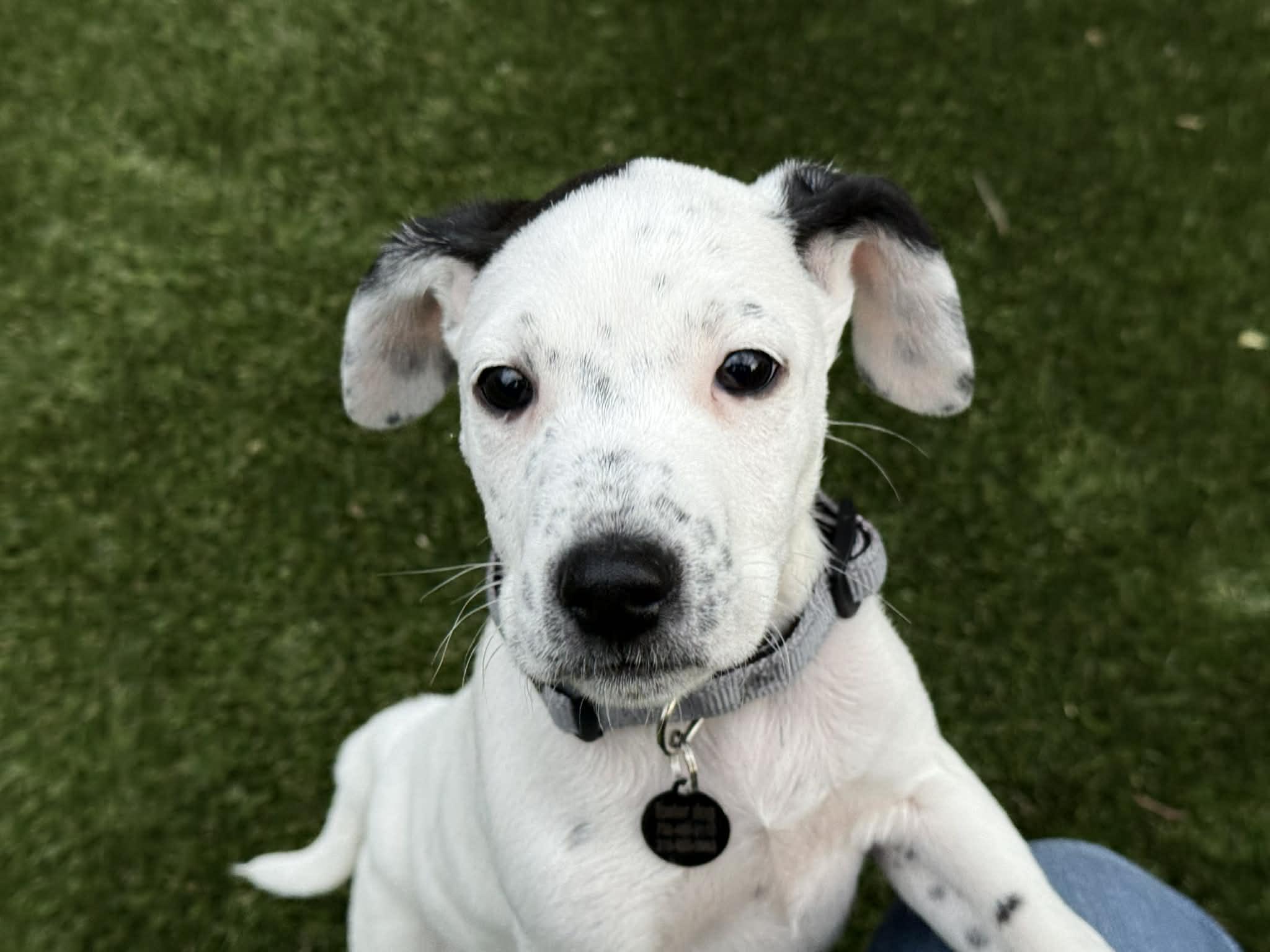 Asher, a ADOPTABLE mixed breed in Hatfield, PA image 2/4