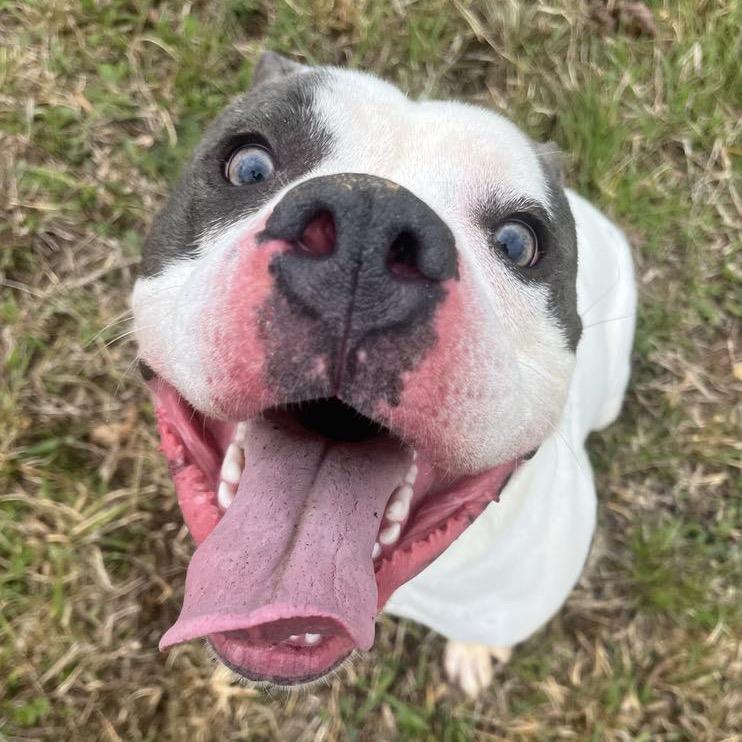 Buddy Boy, Adoptable, Adult Male Mixed Breed & American Bulldog.