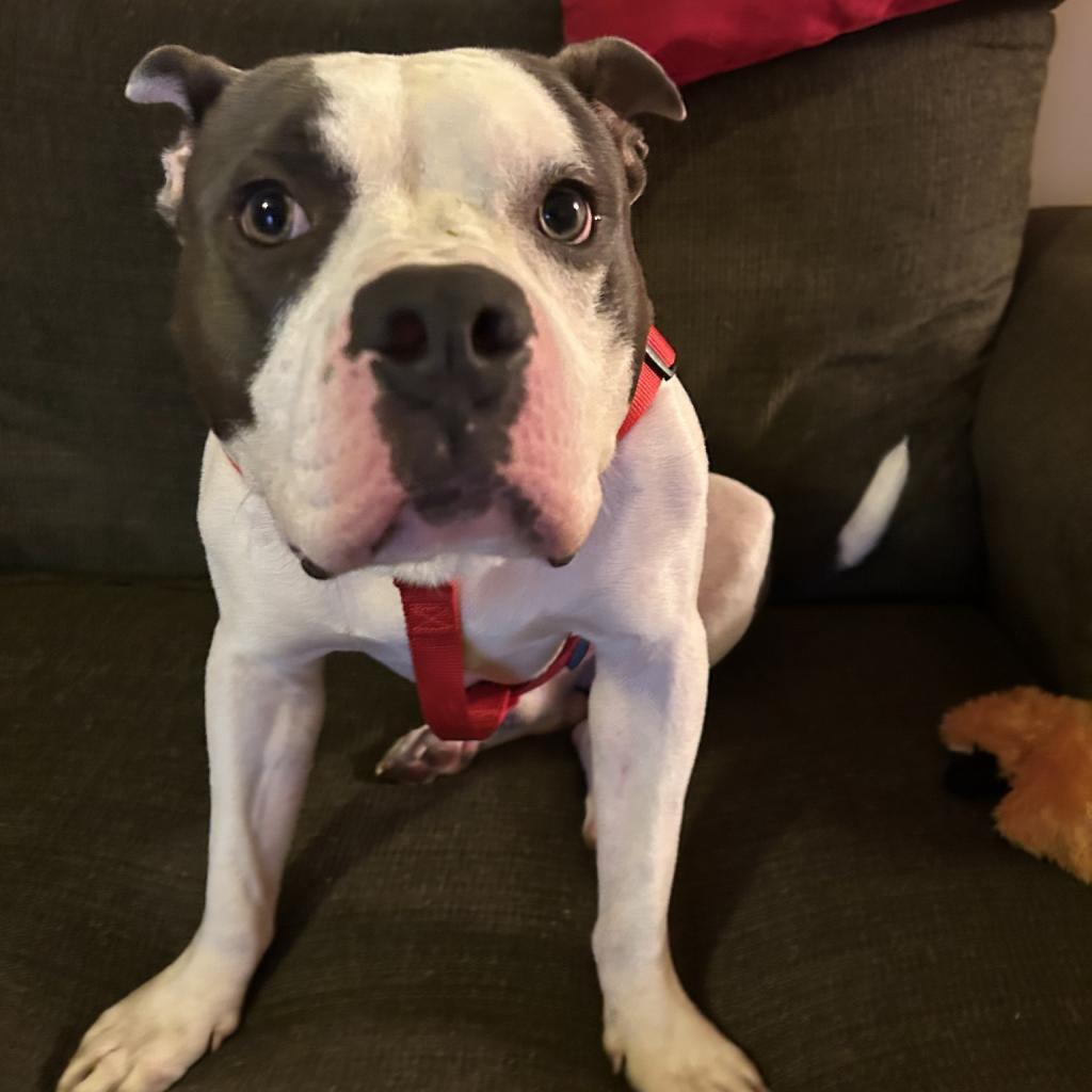Buddy Boy, a Adoptable mixed breed in Blairsville, GA image 2/5