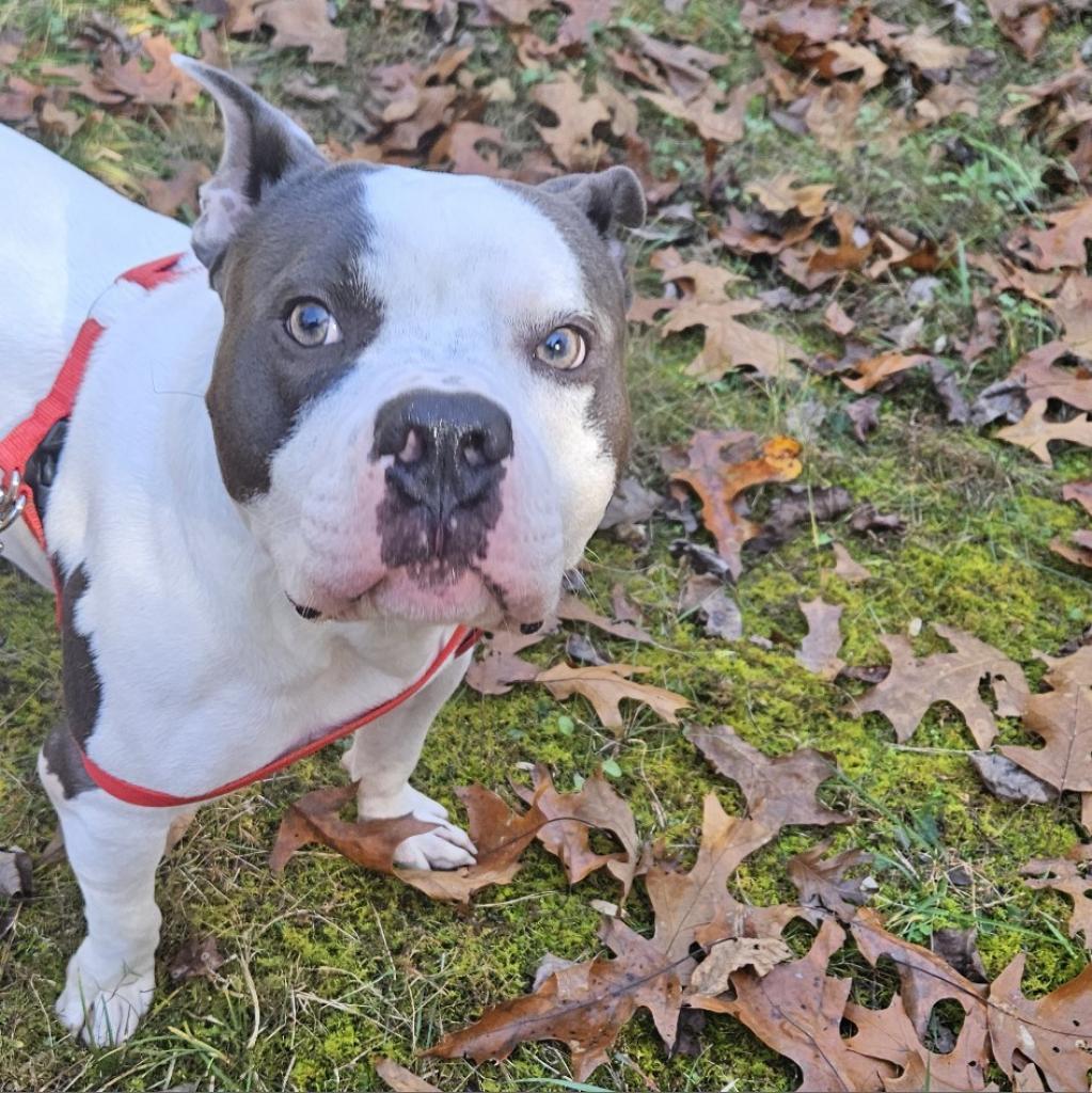 Buddy Boy, a Adoptable mixed breed in Blairsville, GA image 3/5