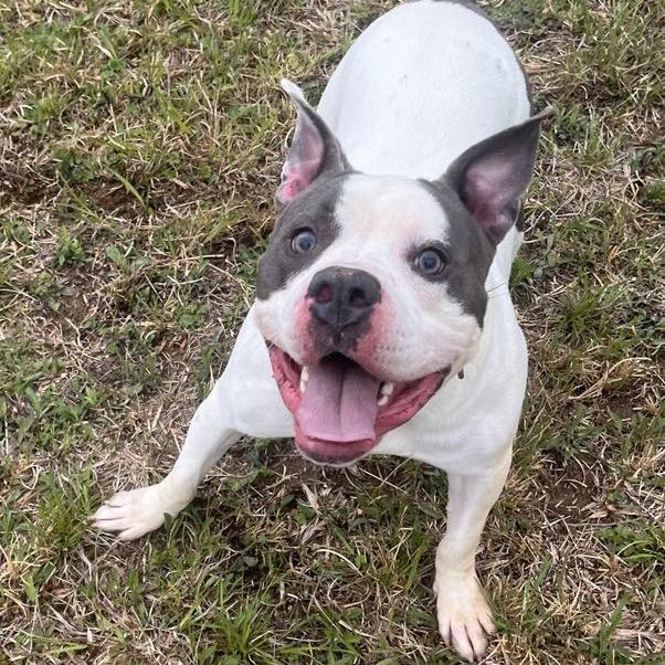 Buddy Boy, a Adoptable mixed breed in Blairsville, GA image 4/5
