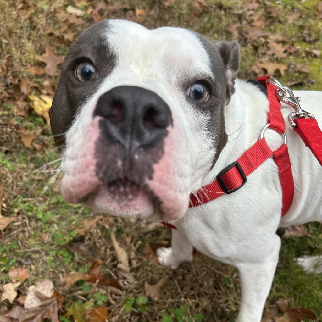 Buddy Boy, a Adoptable mixed breed in Blairsville, GA image 5/5