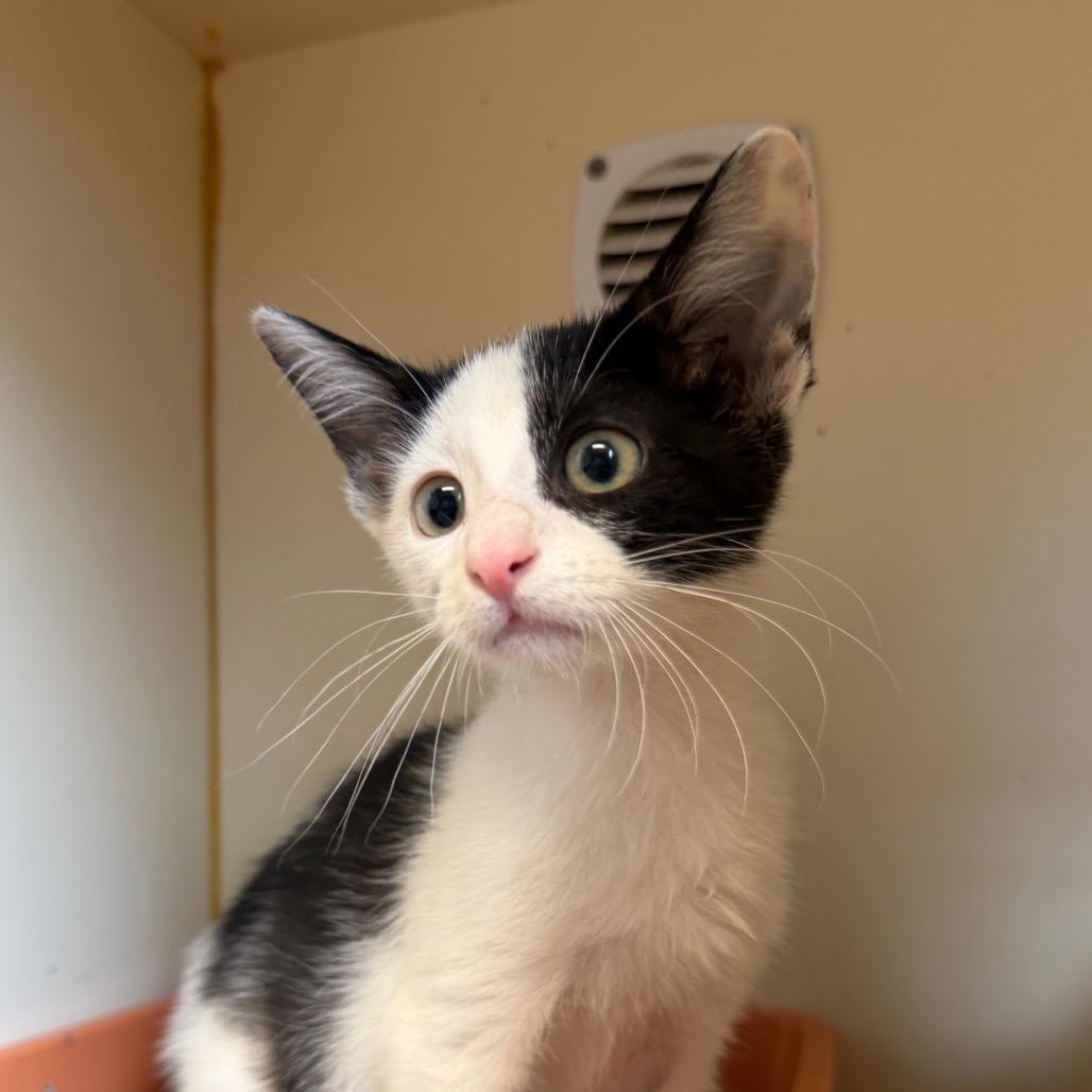 Enlarge Galaxy, a Adoptable Domestic Short Hair in South Elgin, IL image 1/2