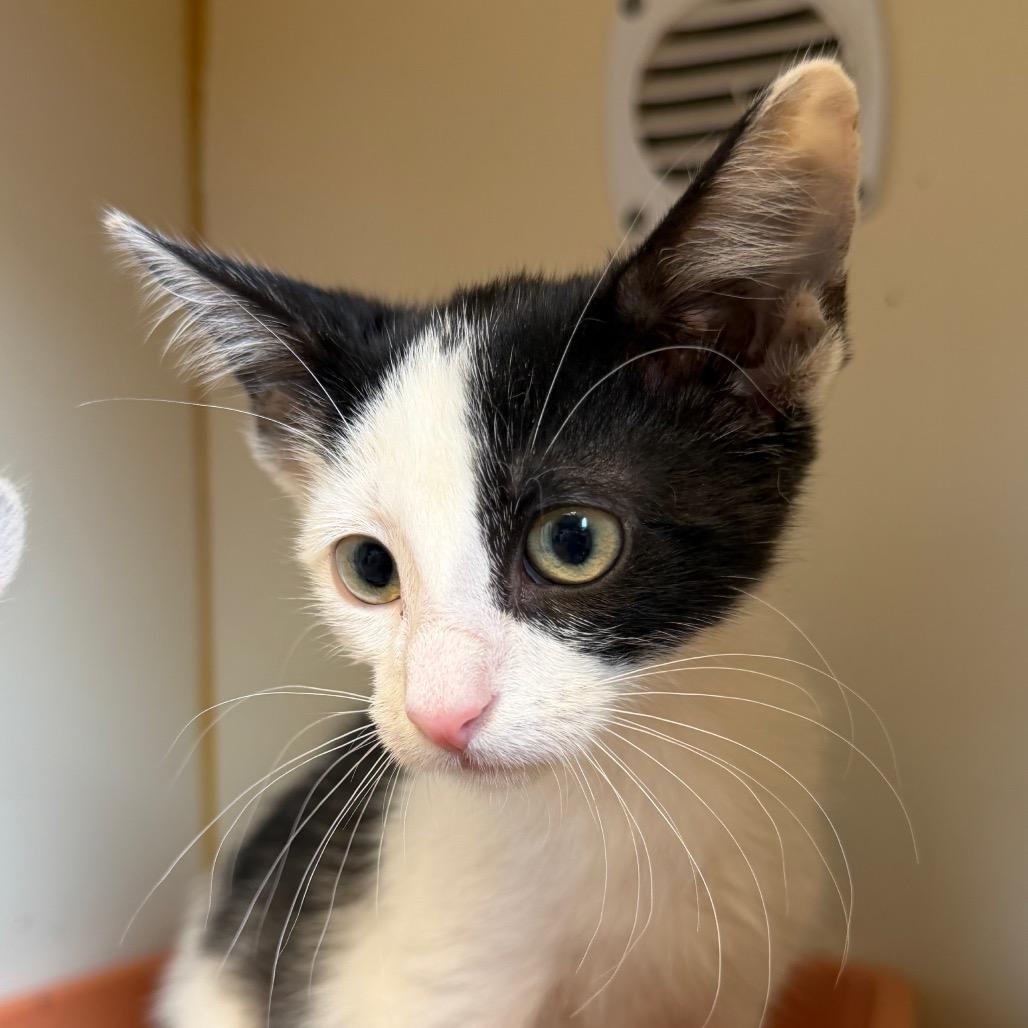 Enlarge Galaxy, a Adoptable Domestic Short Hair in South Elgin, IL image 2/2