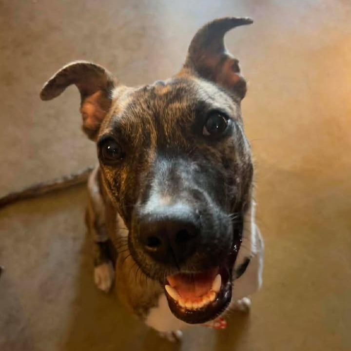 Birdie, Adoptable, Young Female Mixed Breed & Plott Hound.