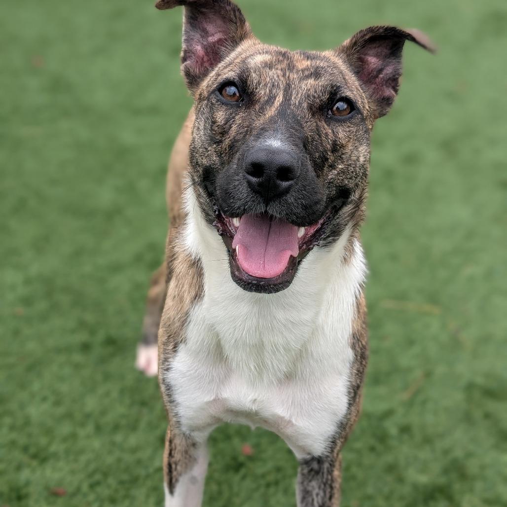 Birdie, a Adoptable mixed breed in Fredericksburg, TX image 2/6