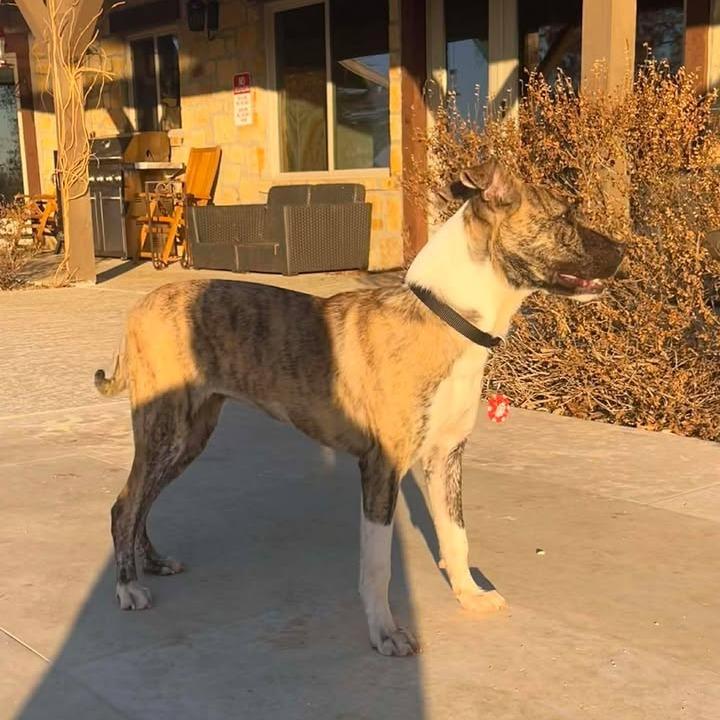 Birdie, a Adoptable mixed breed in Fredericksburg, TX image 3/6