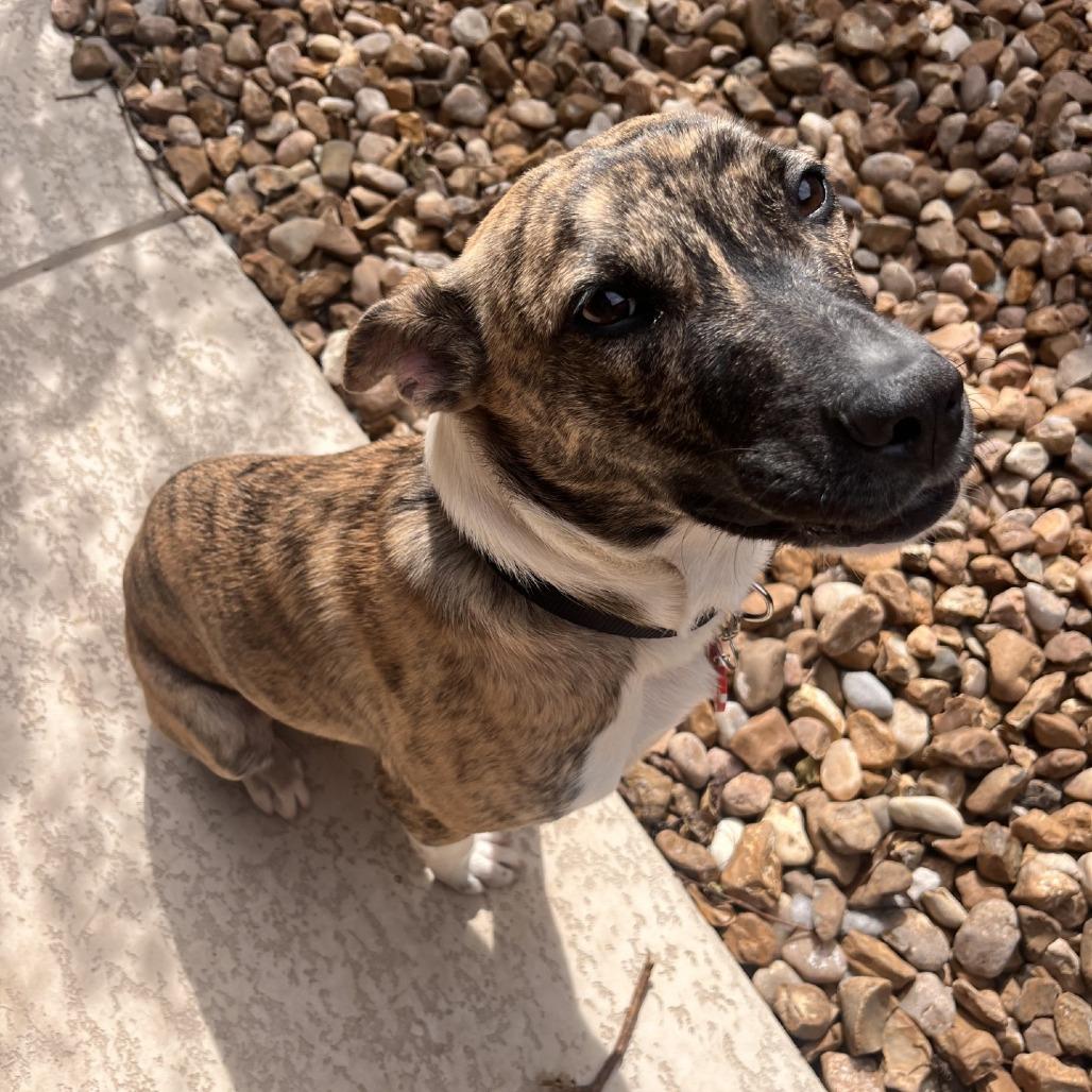 Birdie, a Adoptable mixed breed in Fredericksburg, TX image 4/6