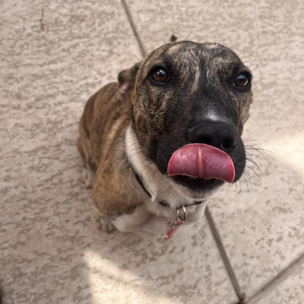 Birdie, a Adoptable mixed breed in Fredericksburg, TX image 5/6