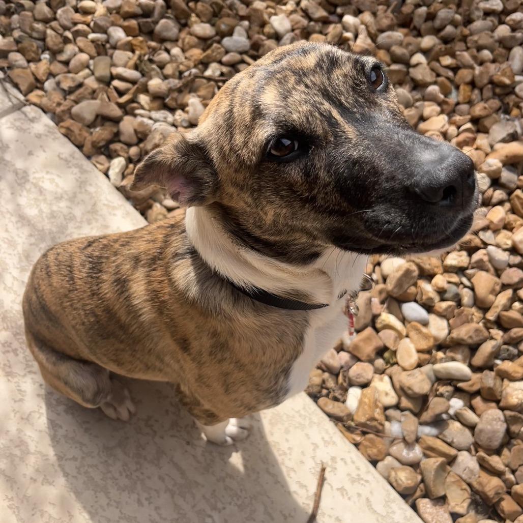 Birdie, a Adoptable mixed breed in Fredericksburg, TX image 6/6