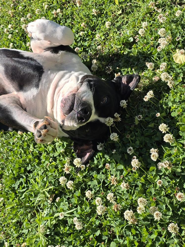 Gunner "Sampson", Adoptable, Adult Male Pit Bull Terrier.