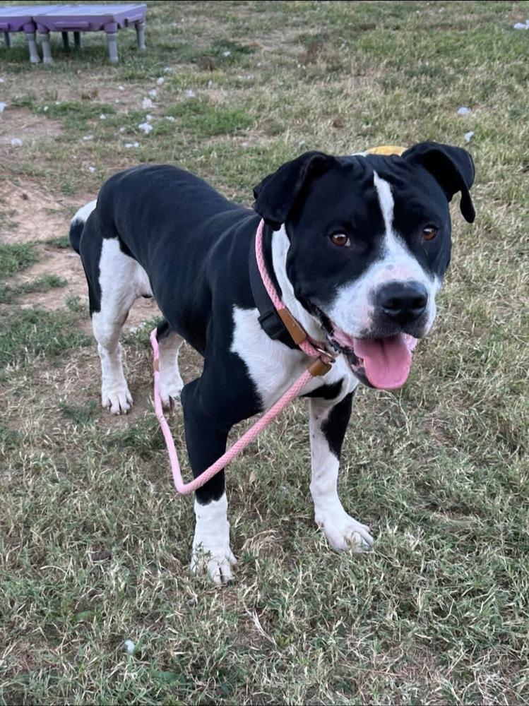 Enlarge Gunner "Sampson", a Adoptable Pit Bull Terrier in Evansville, IN image 2/6