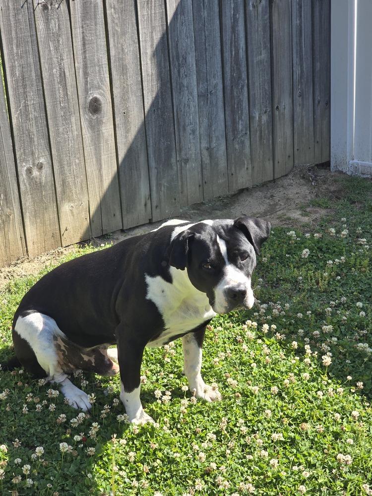 Enlarge Gunner "Sampson", a Adoptable Pit Bull Terrier in Evansville, IN image 3/6