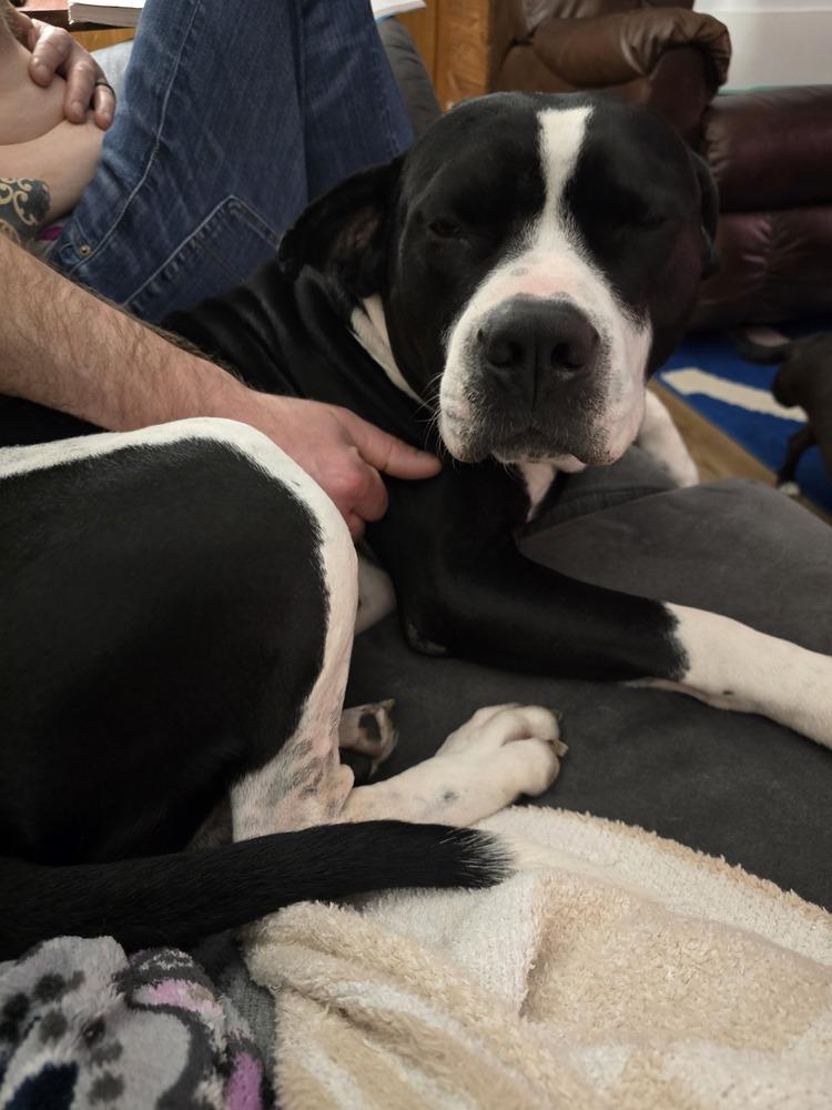 Enlarge Gunner "Sampson", a Adoptable Pit Bull Terrier in Evansville, IN image 4/6