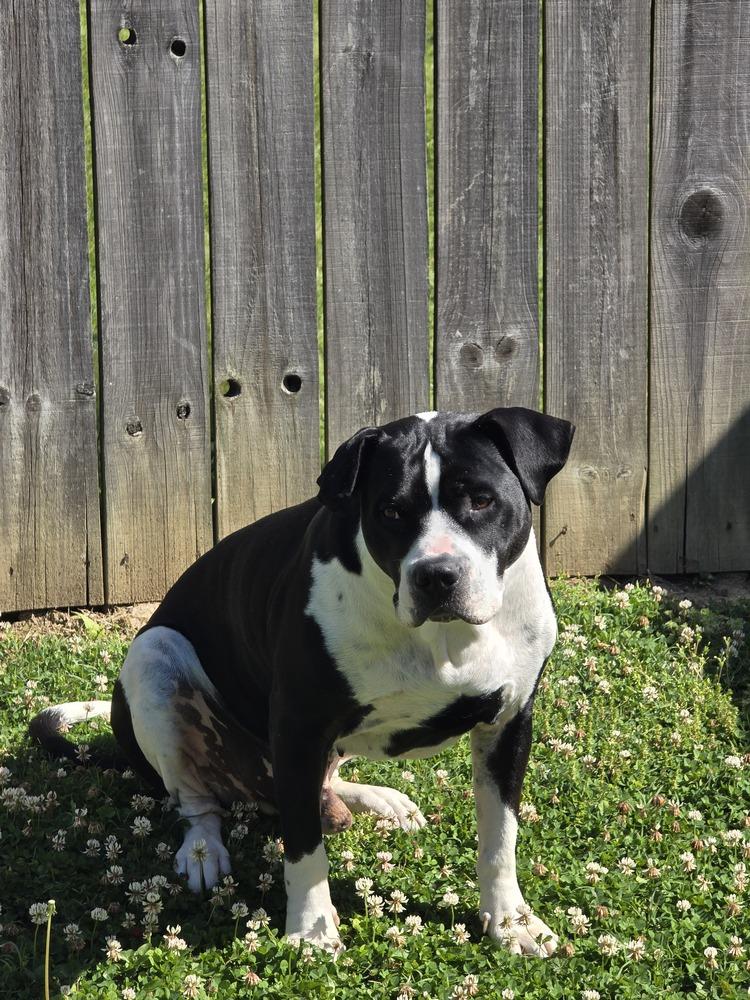 Enlarge Gunner "Sampson", a Adoptable Pit Bull Terrier in Evansville, IN image 5/6