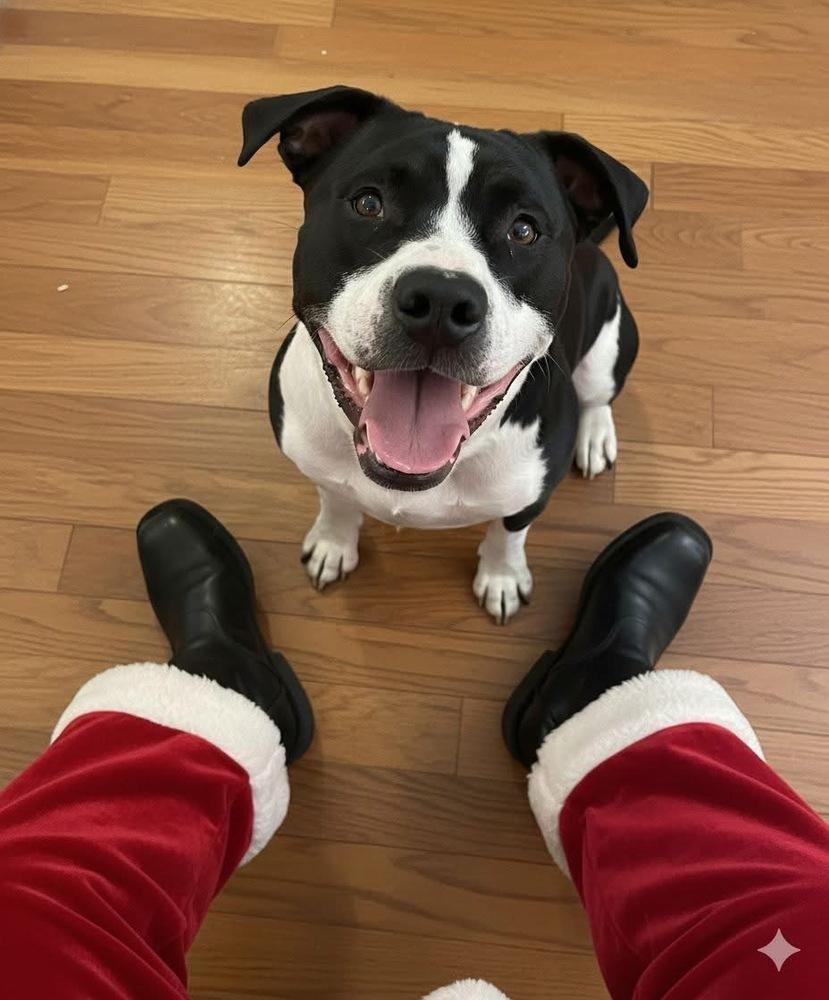 Enlarge Gunner "Sampson", a Adoptable Pit Bull Terrier in Evansville, IN image 6/6