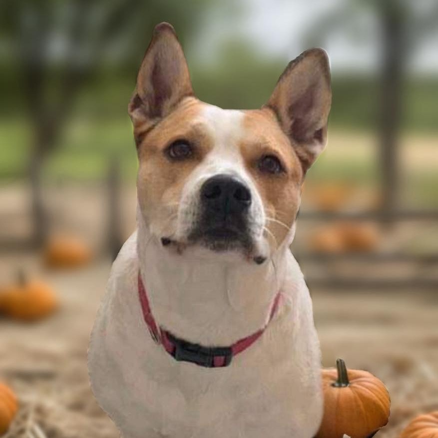 Sassy, Adult Female Staffordshire Bull Terrier