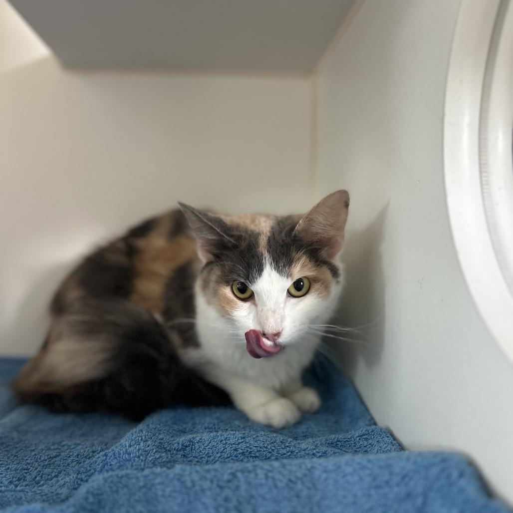 SELENE, Adoptable, Young Female Domestic Short Hair & Domestic Long Hair.
