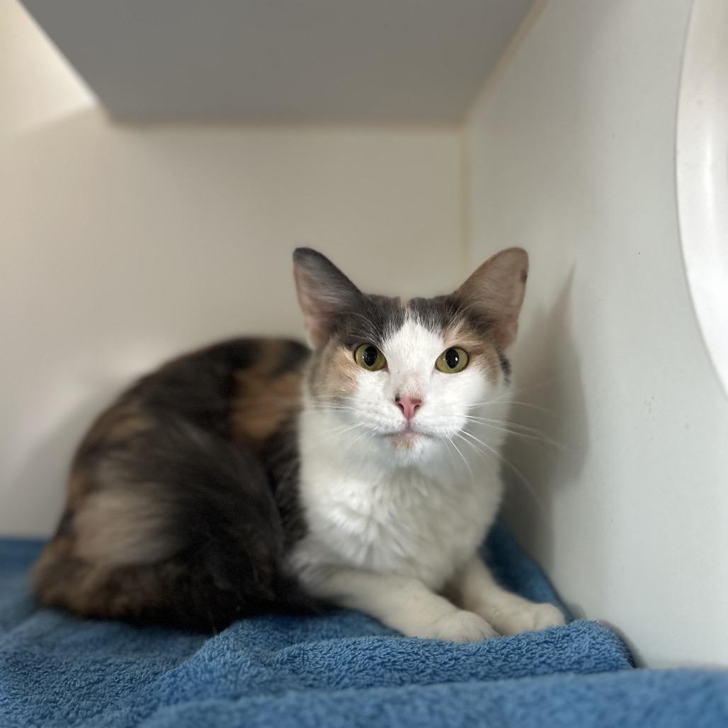 Enlarge SELENE, a Adoptable mixed breed in Kyle, TX image 2/6