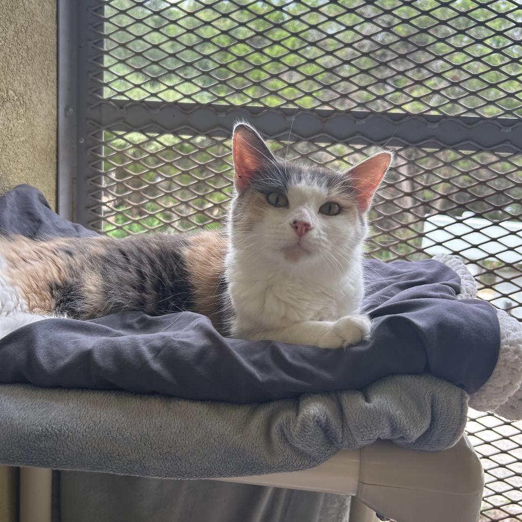 Enlarge SELENE, a Adoptable mixed breed in Kyle, TX image 3/6