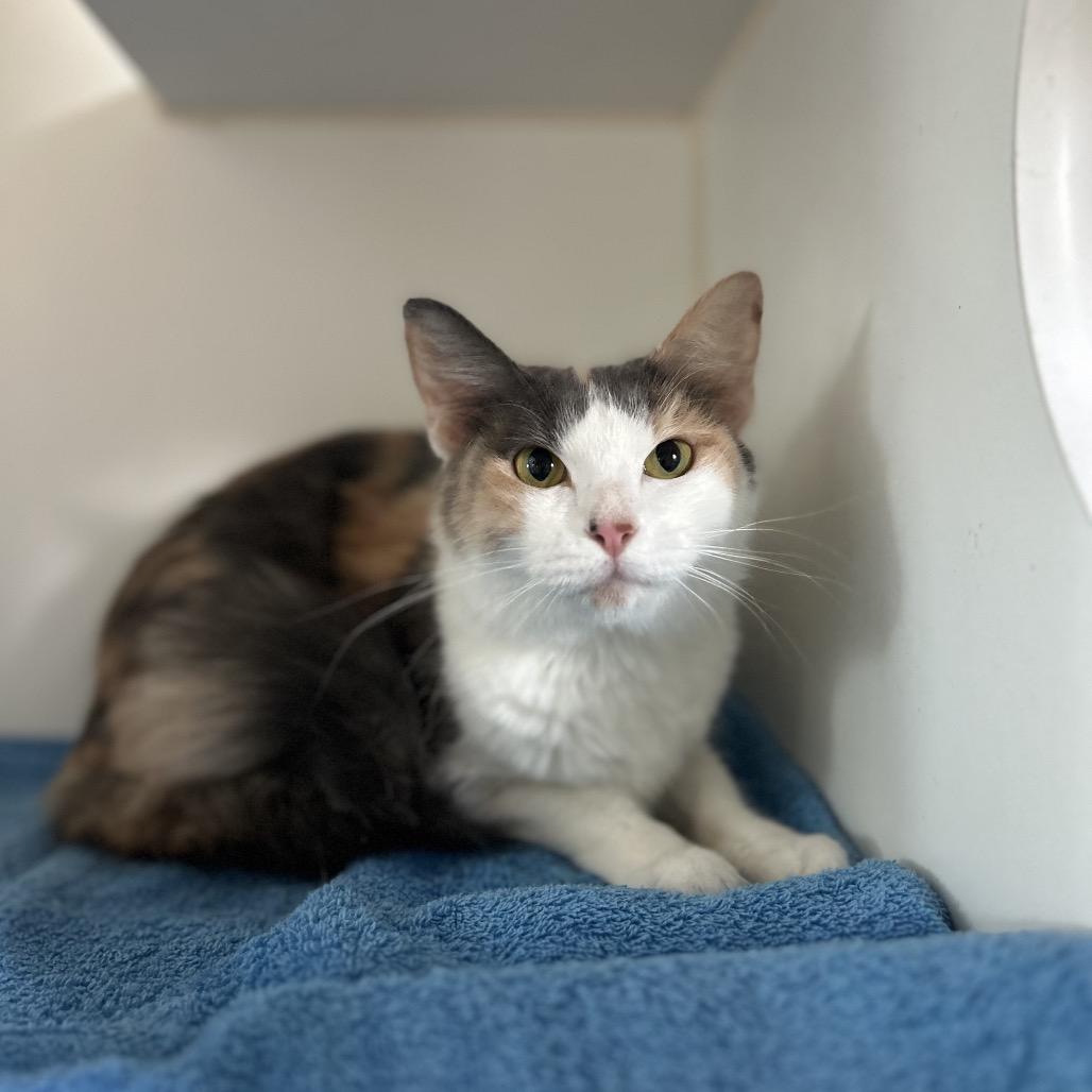 Enlarge SELENE, a Adoptable mixed breed in Kyle, TX image 4/6