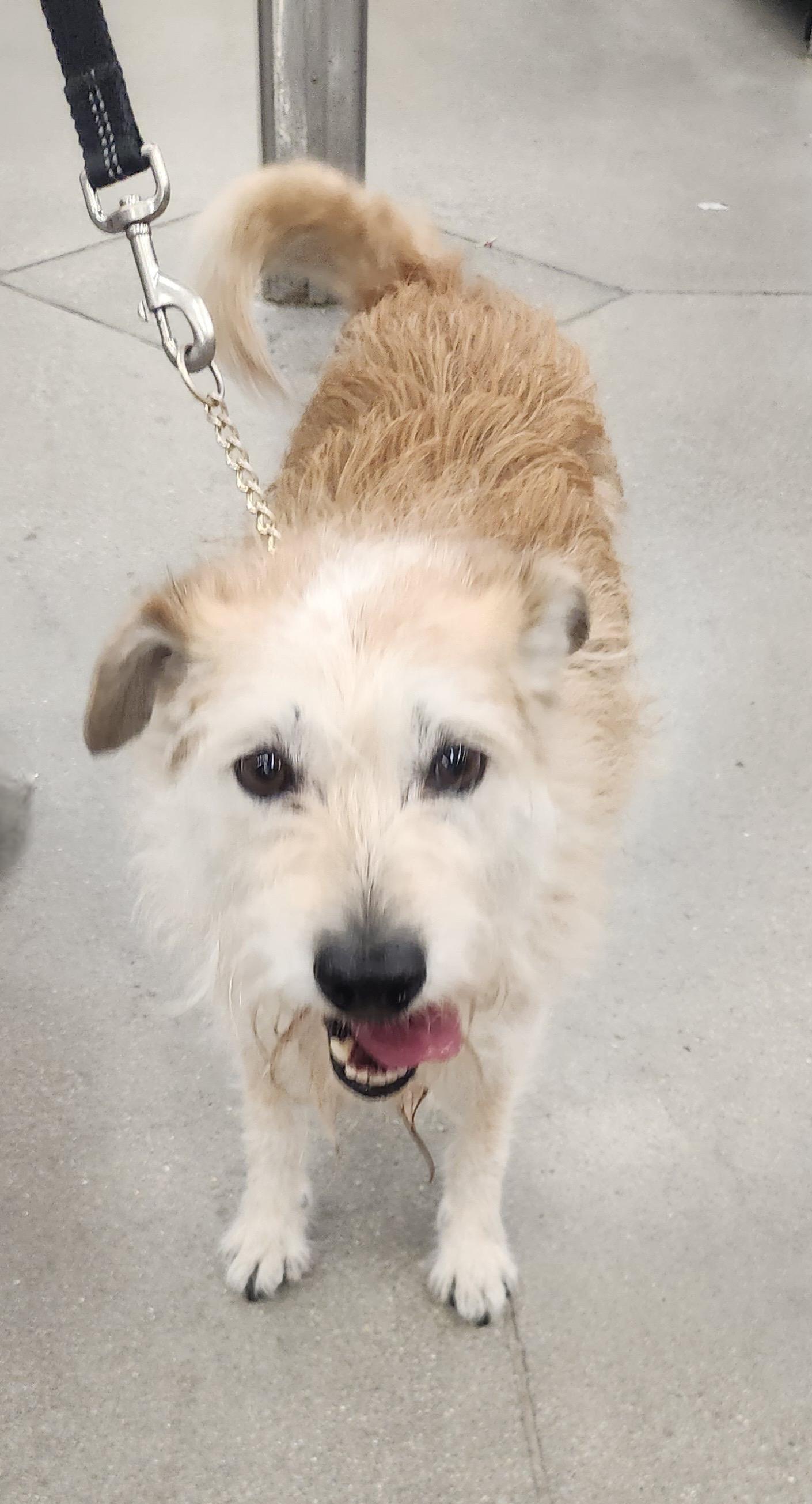 KIRA, an adopted mixed breed in Las Vegas, NV image 4/4