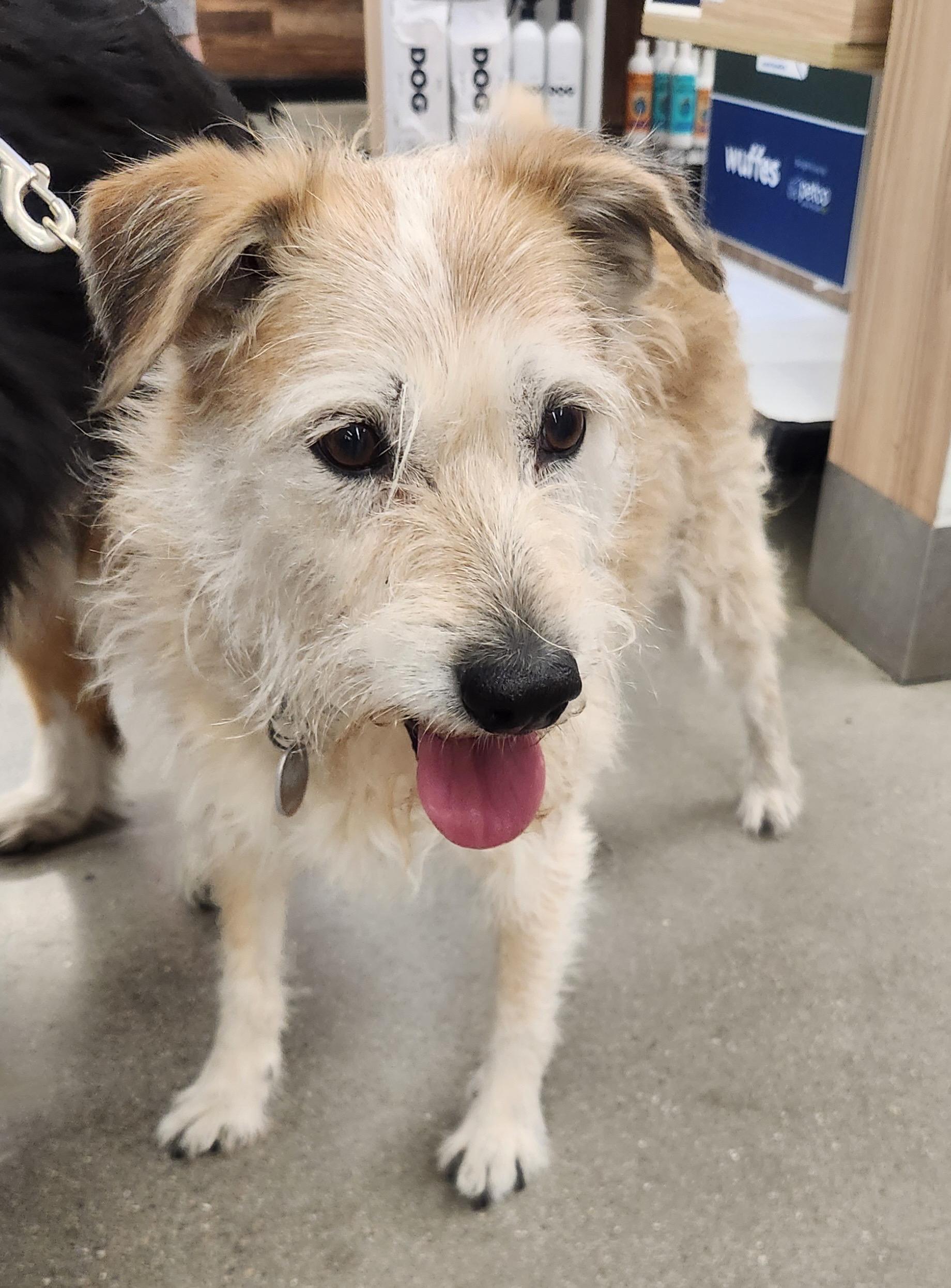 KIRA, an adopted mixed breed in Las Vegas, NV image 2/4