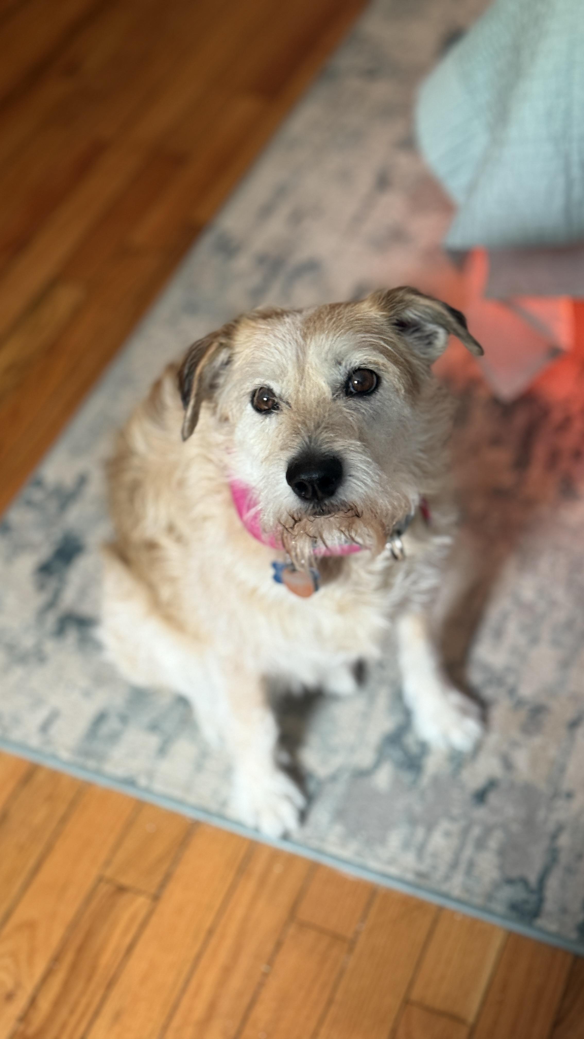 KIRA, an adopted mixed breed in Las Vegas, NV image 1/4