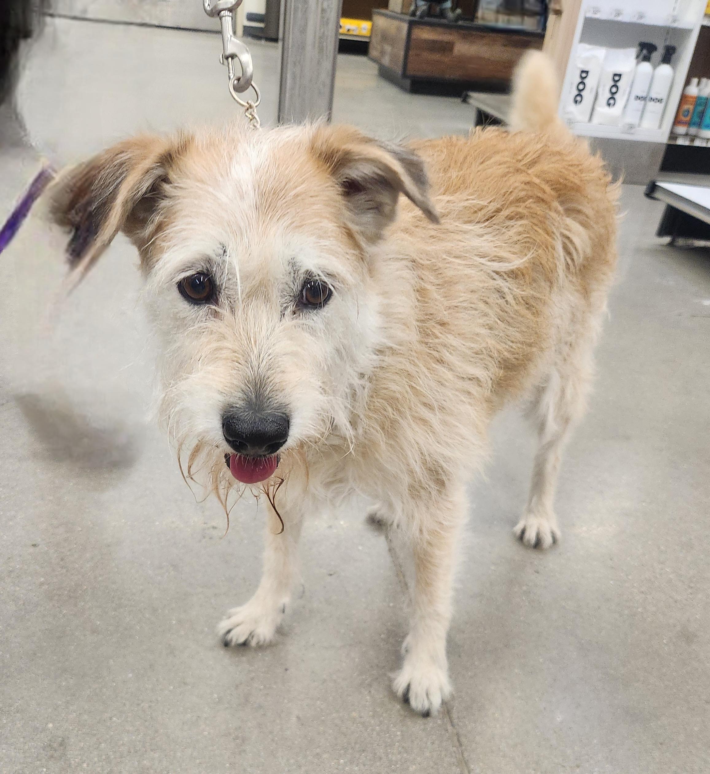 KIRA, an adopted mixed breed in Las Vegas, NV image 3/4