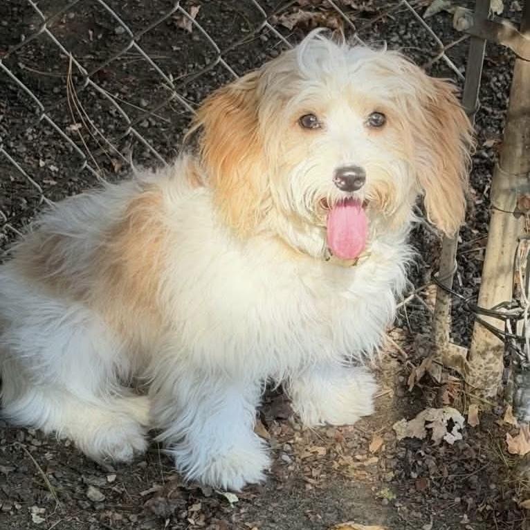 Willow, Adoptable, Puppy Female Bichon Frise.