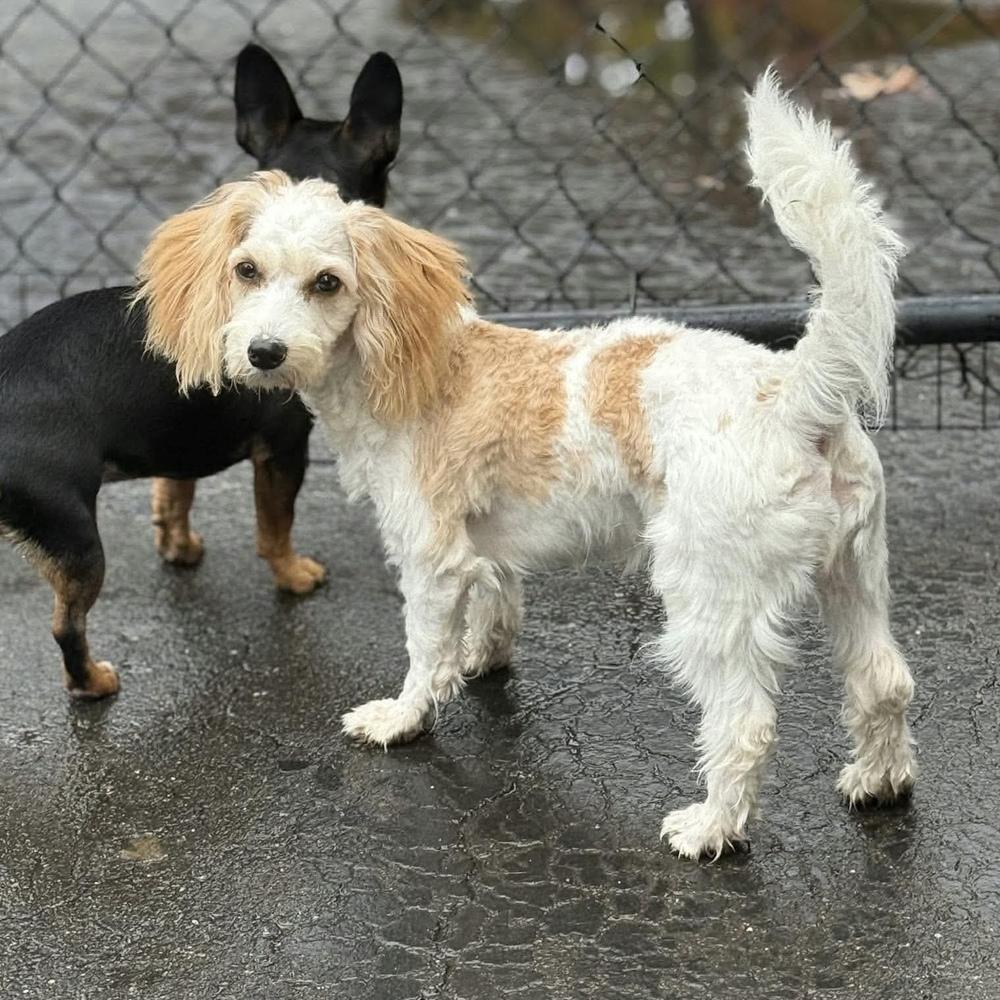 Enlarge Willow, a Adoptable mixed breed in Groveland, MA image 3/4