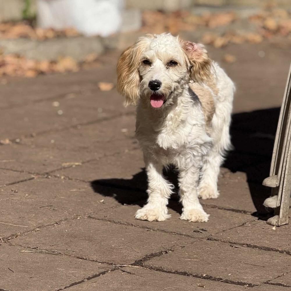 Enlarge Willow, a Adoptable mixed breed in Groveland, MA image 4/4