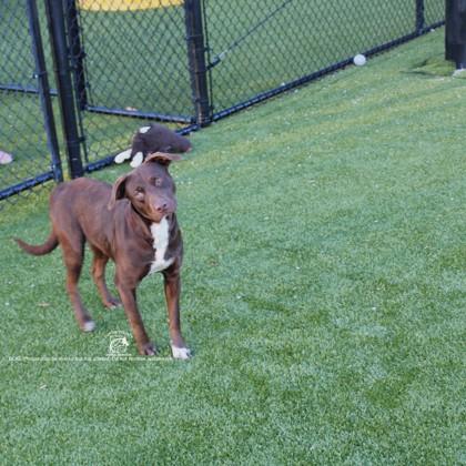 LADYBUG, Adoptable, Young Female Labrador Retriever & Mixed Breed.