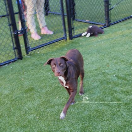 Enlarge LADYBUG, a Adoptable mixed breed in Kenansville, NC image 3/3
