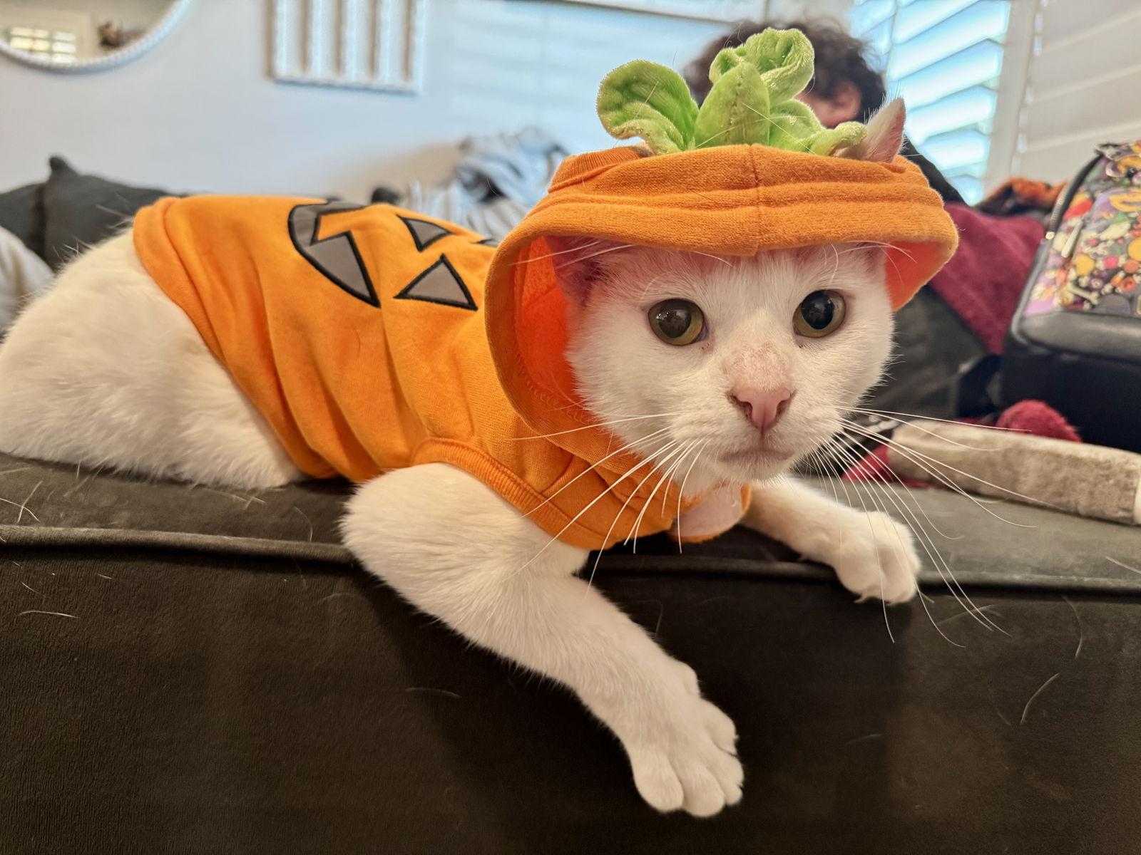 Duchess — thumbnail 2