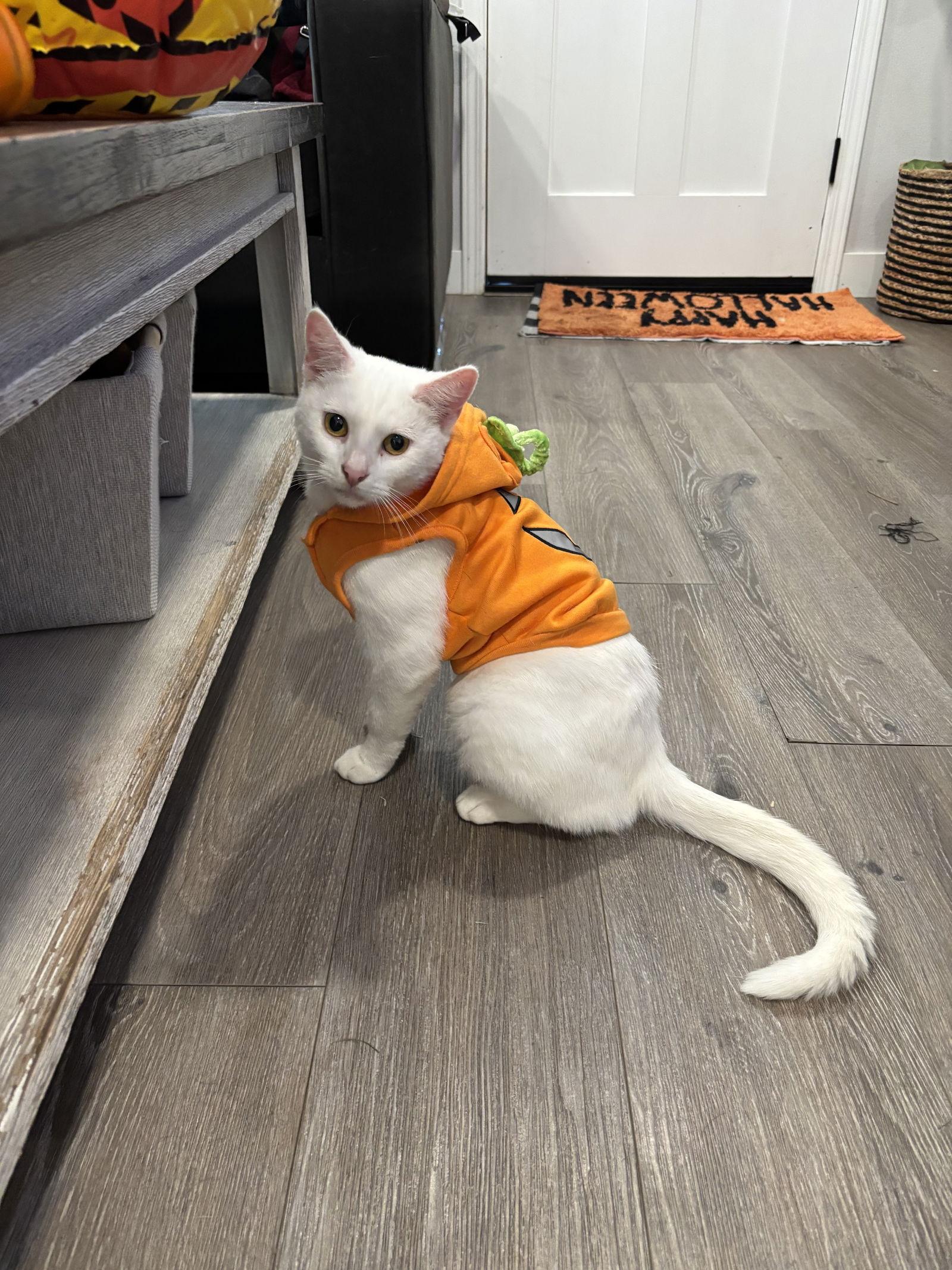 Duchess — thumbnail 3