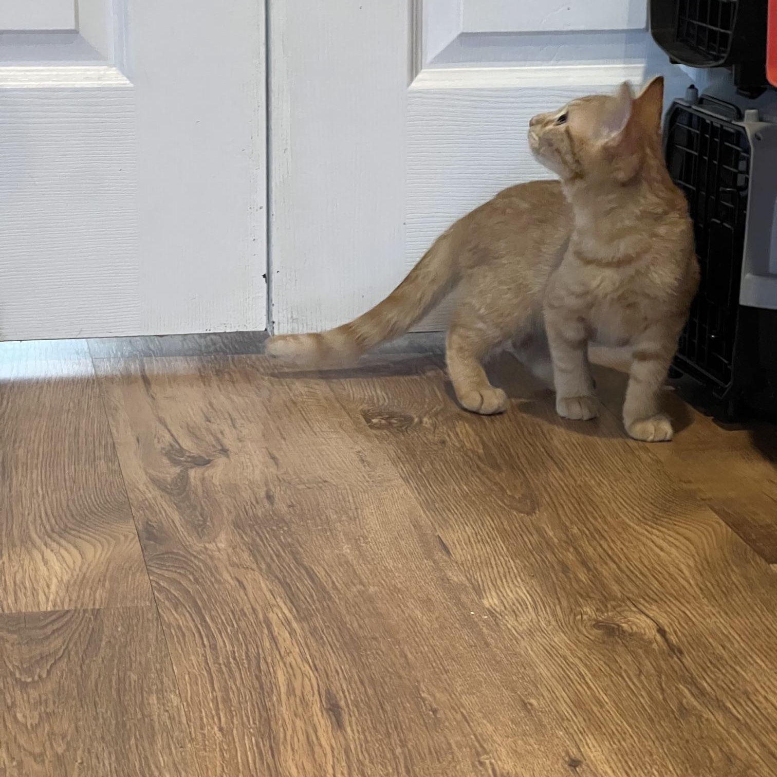 Enlarge Nacho, an adopted Domestic Short Hair in Louisville, KY image 4/6