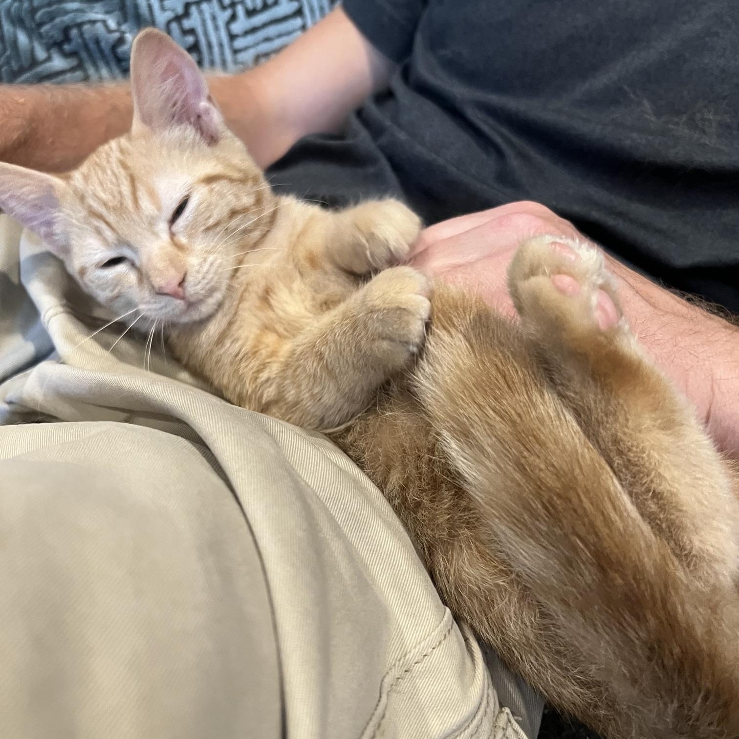 Enlarge Nacho, an adopted Domestic Short Hair in Louisville, KY image 6/6