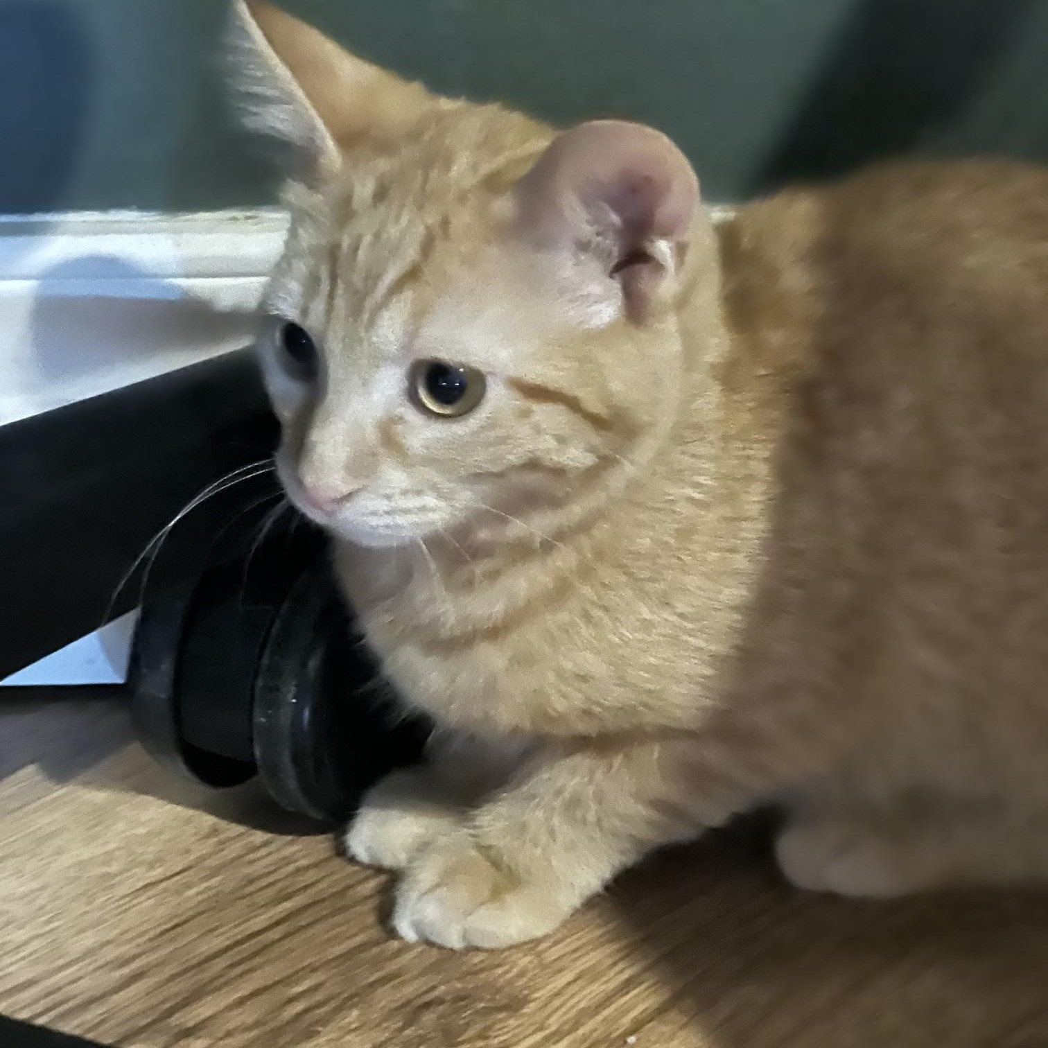 Enlarge Nacho, an adopted Domestic Short Hair in Louisville, KY image 2/6
