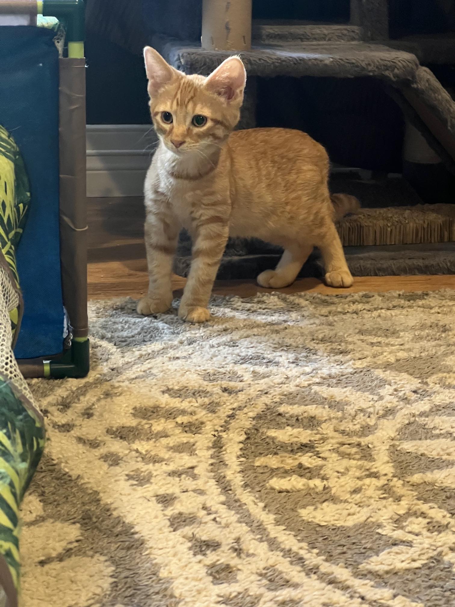 Enlarge Nacho, an adopted Domestic Short Hair in Louisville, KY image 5/6
