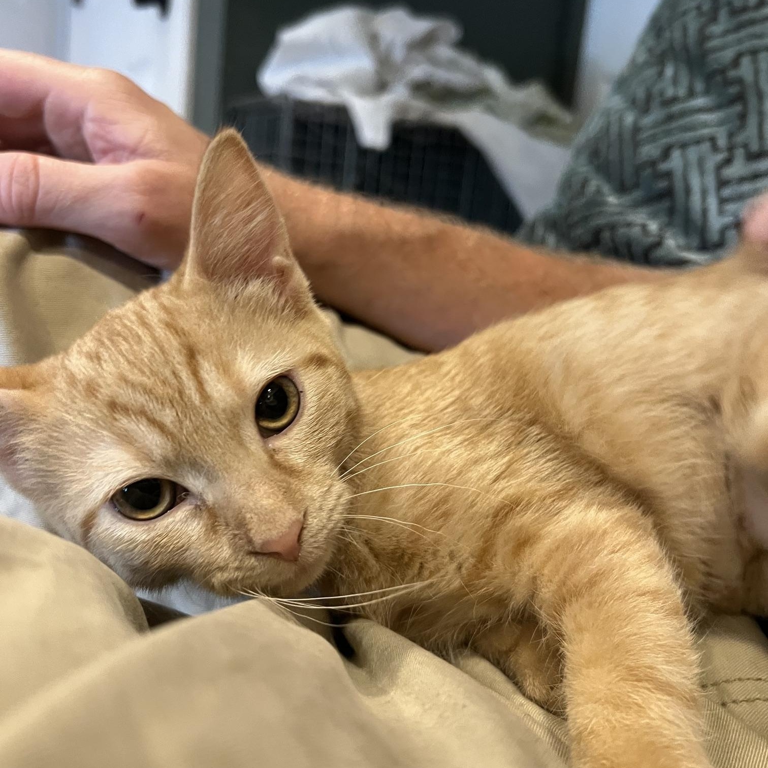 Enlarge Nacho, an adopted Domestic Short Hair in Louisville, KY image 3/6