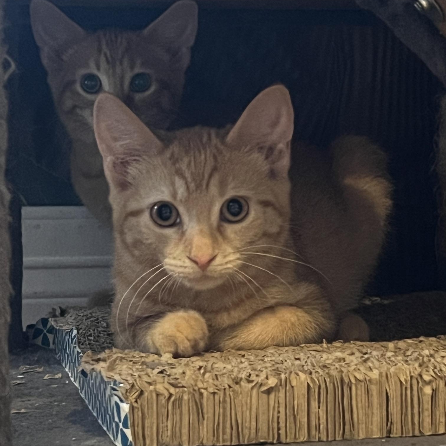 Enlarge Nacho, an adopted Domestic Short Hair in Louisville, KY image 1/6