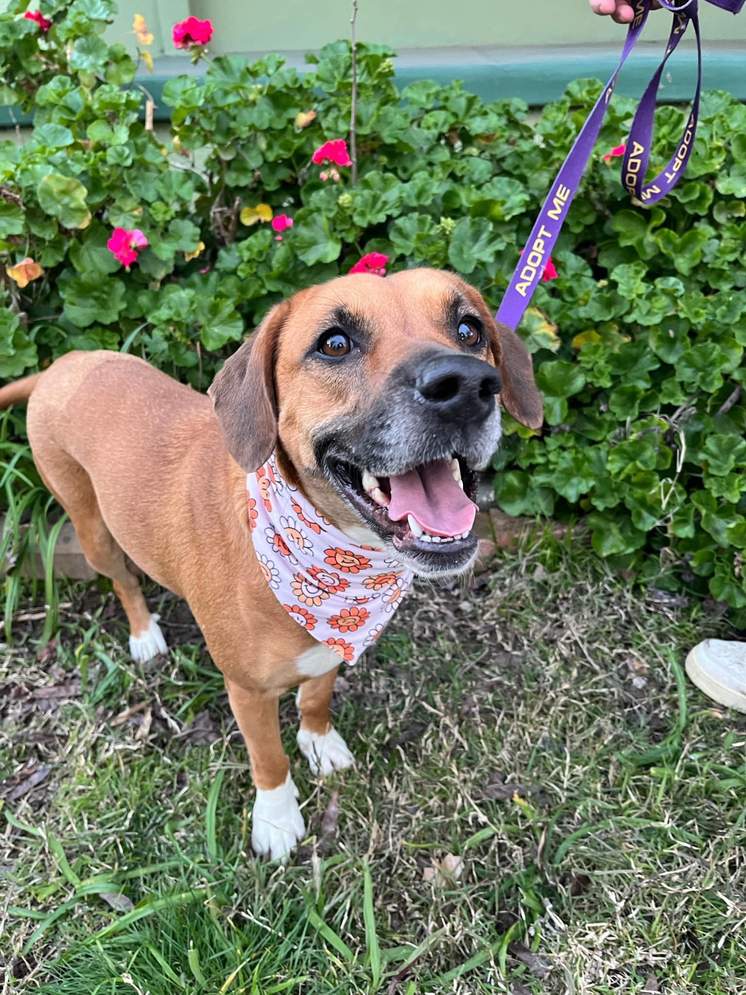 Bailey, a Adoptable mixed breed in Yuba City, CA image 1/4