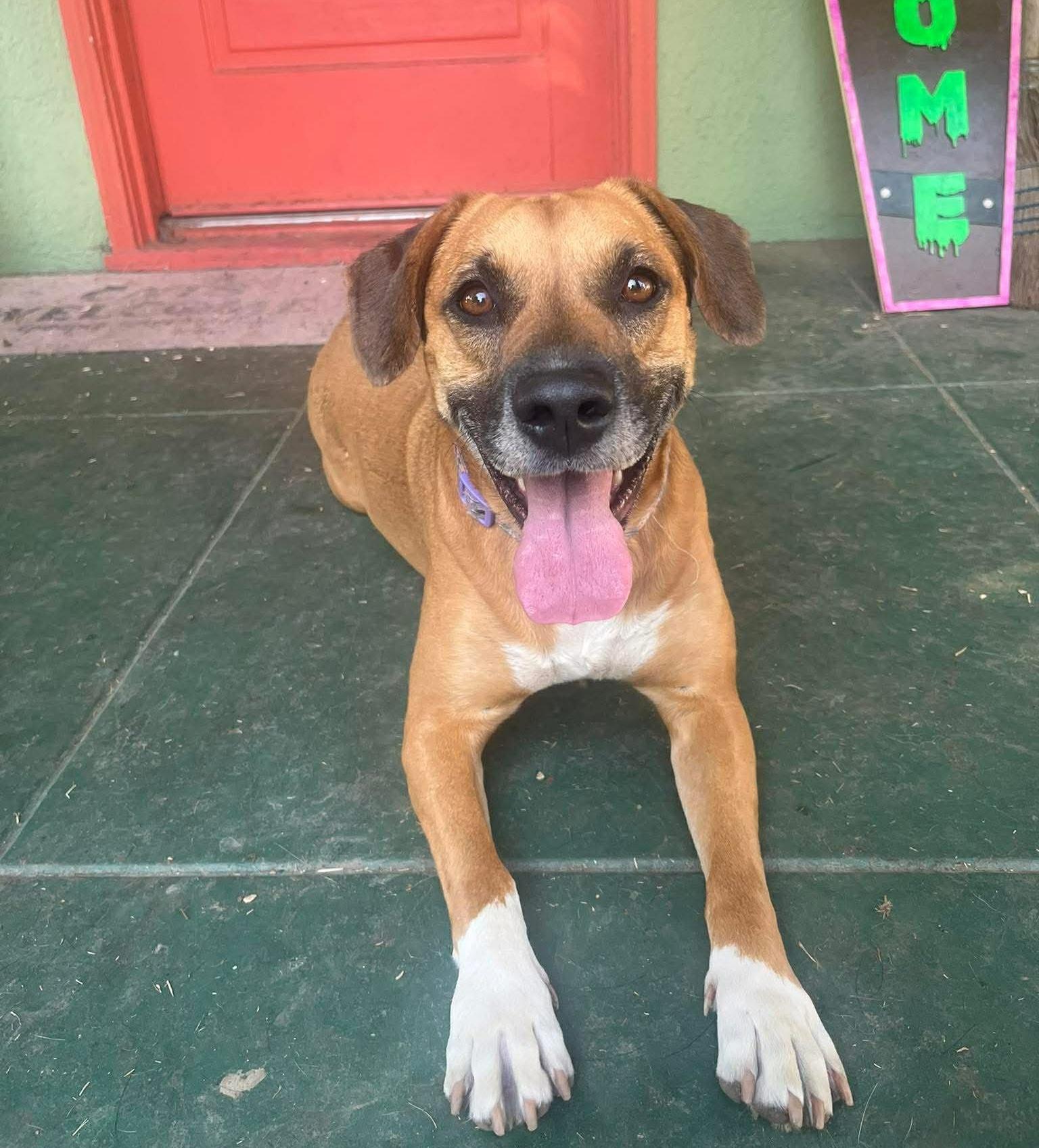 Bailey, a Adoptable mixed breed in Yuba City, CA image 3/3