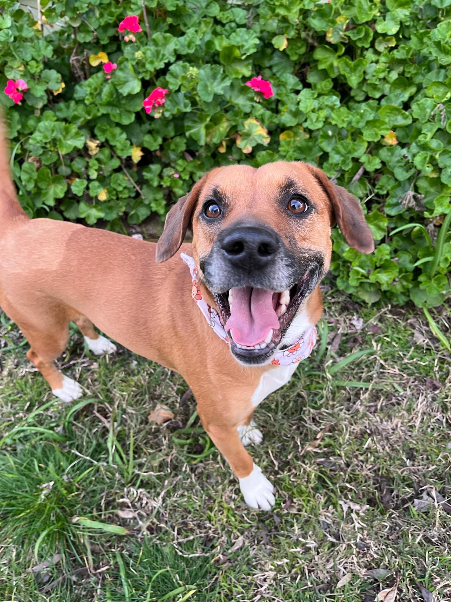 Bailey, a Adoptable mixed breed in Yuba City, CA image 2/4