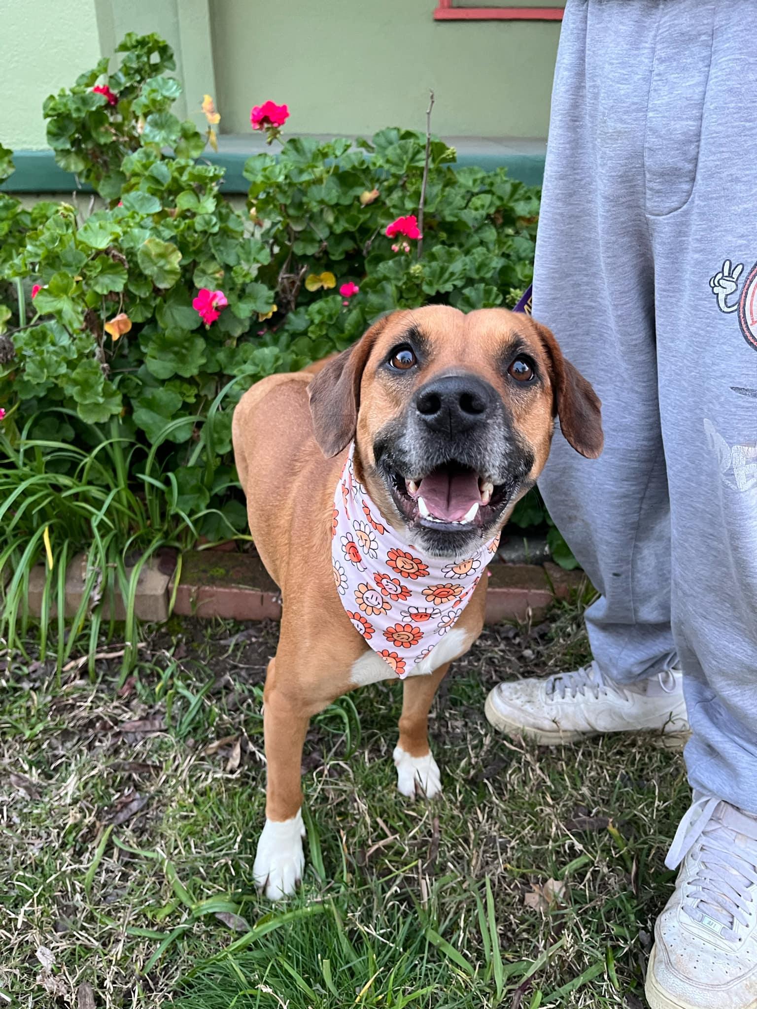 Bailey, a Adoptable mixed breed in Yuba City, CA image 3/4