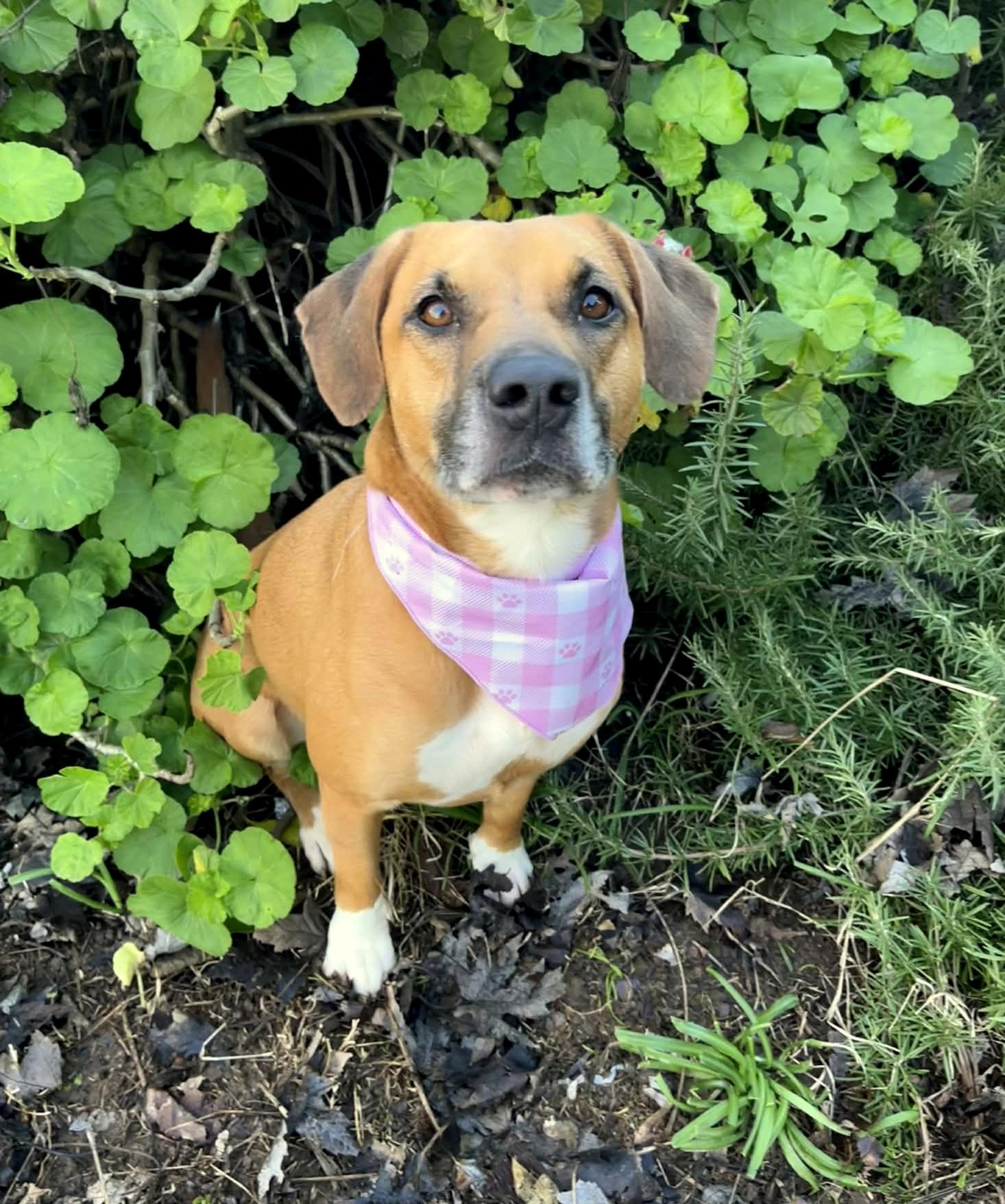 Bailey, a Adoptable mixed breed in Yuba City, CA image 2/3