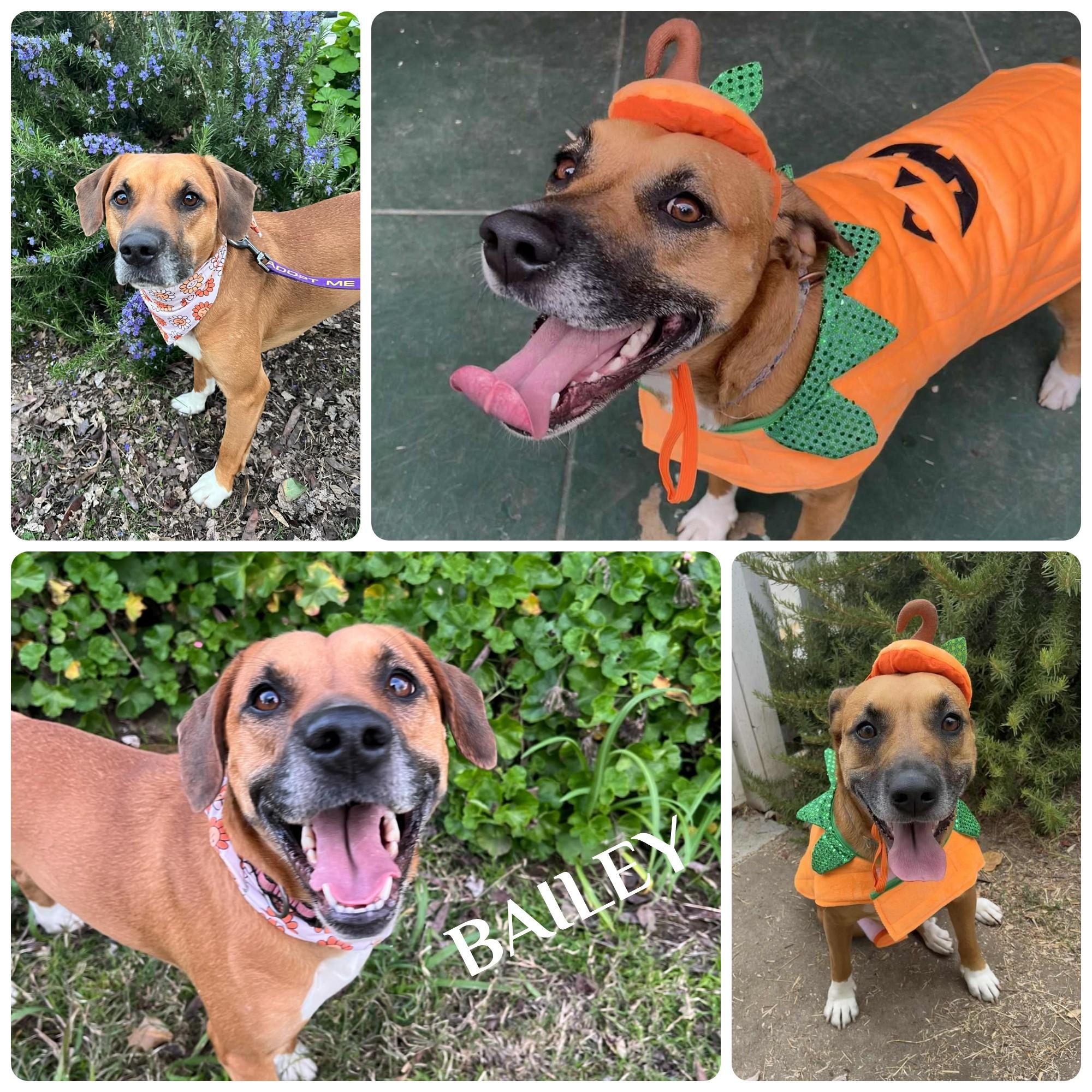 Bailey, a Adoptable mixed breed in Yuba City, CA image 4/4