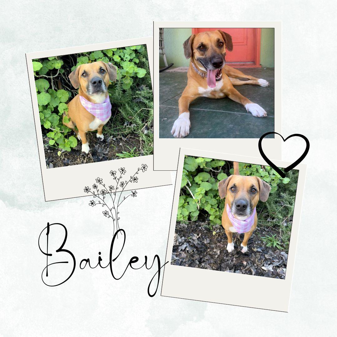 Bailey, Adoptable, Adult Female Pit Bull Terrier.