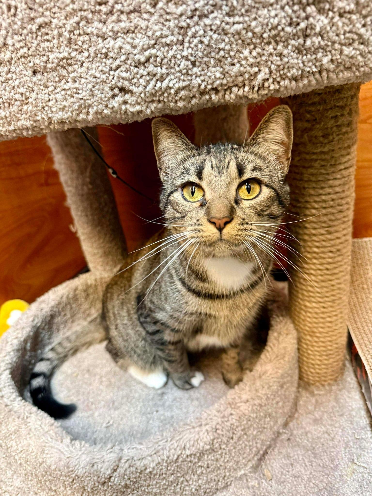 June, a Adoptable Domestic Short Hair in Frisco, TX image 4/6